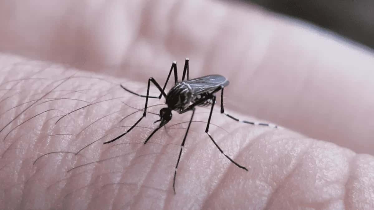 Para el director de Salud, Victoria es zona de alto riesgo por dengue