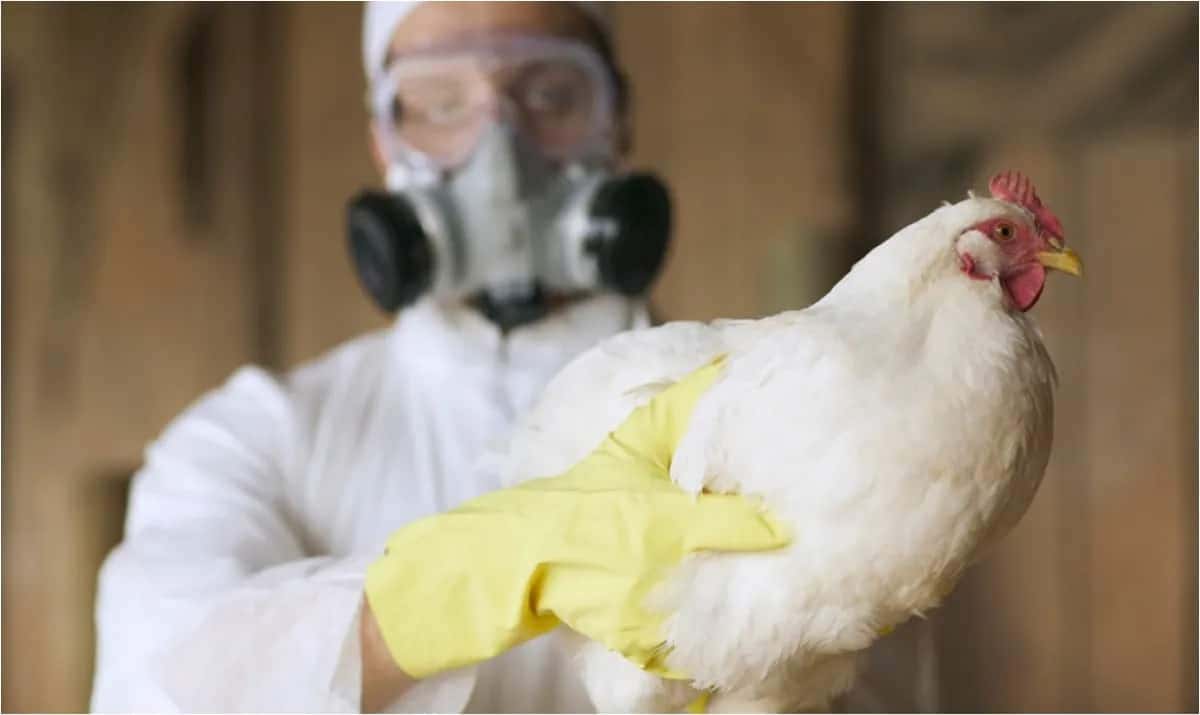 Confirmaron el primer caso de gripe aviar en humanos en Chile
