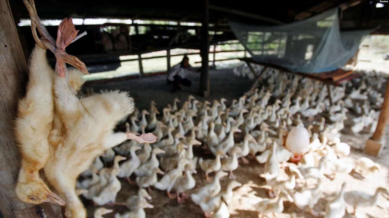 Chile detecta primer brote de gripe aviar en aves de corral
