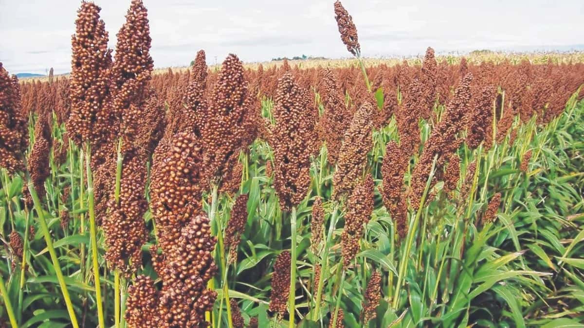 Califican de “devastador” el impacto de la sequía en los cultivos entrerrianos