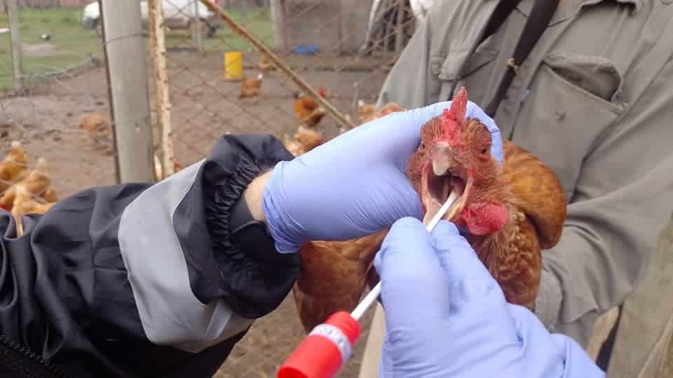 Intensifican las coordinaciones interinstitucionales por gripe aviar