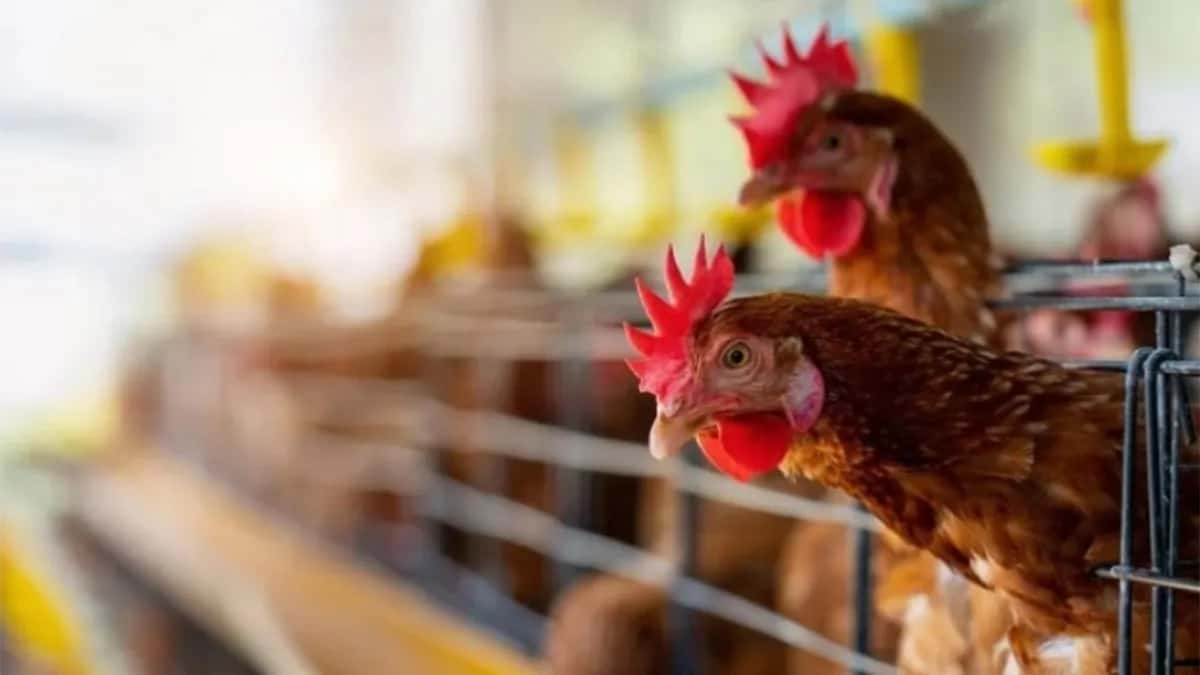 Solicitan participar en decisiones ante hisopados positivos asintomáticos por gripe aviar