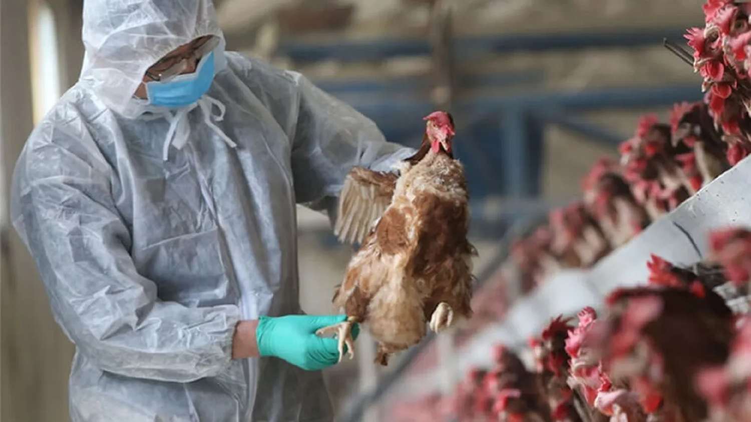 Las granjas ubicadas en el área circundante al foco de influenza aviar continúan produciendo bajo protocolo