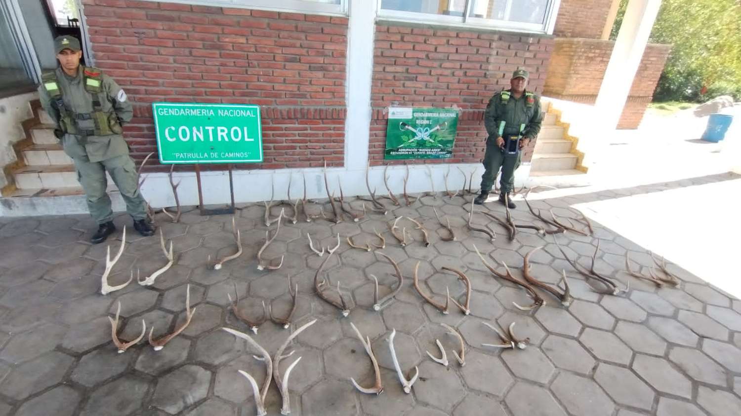 Incautan más de 128 kilos de hojas de coca y 57 astas de ciervo en encomiendas