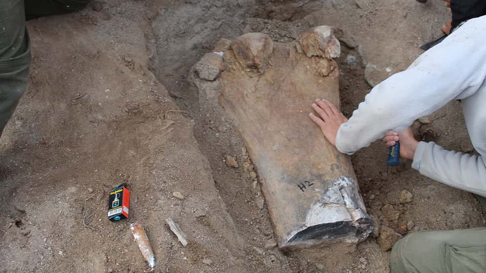Hallaron restos de un dinosaurio gigante de 90 millones de años