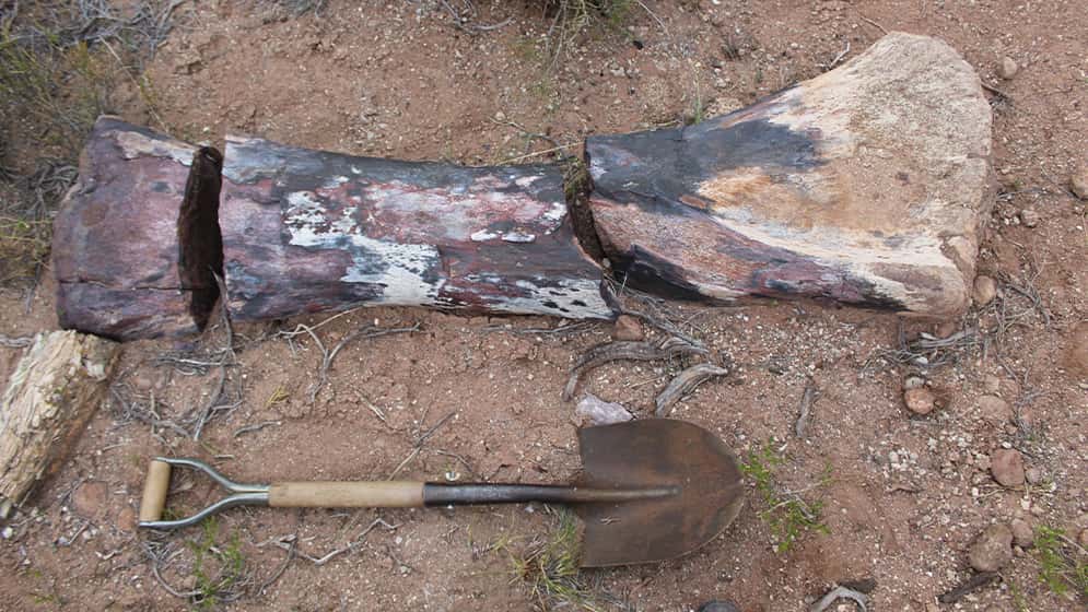 Río Negro: hallaron restos de un dinosaurio gigante de 90 millones de años