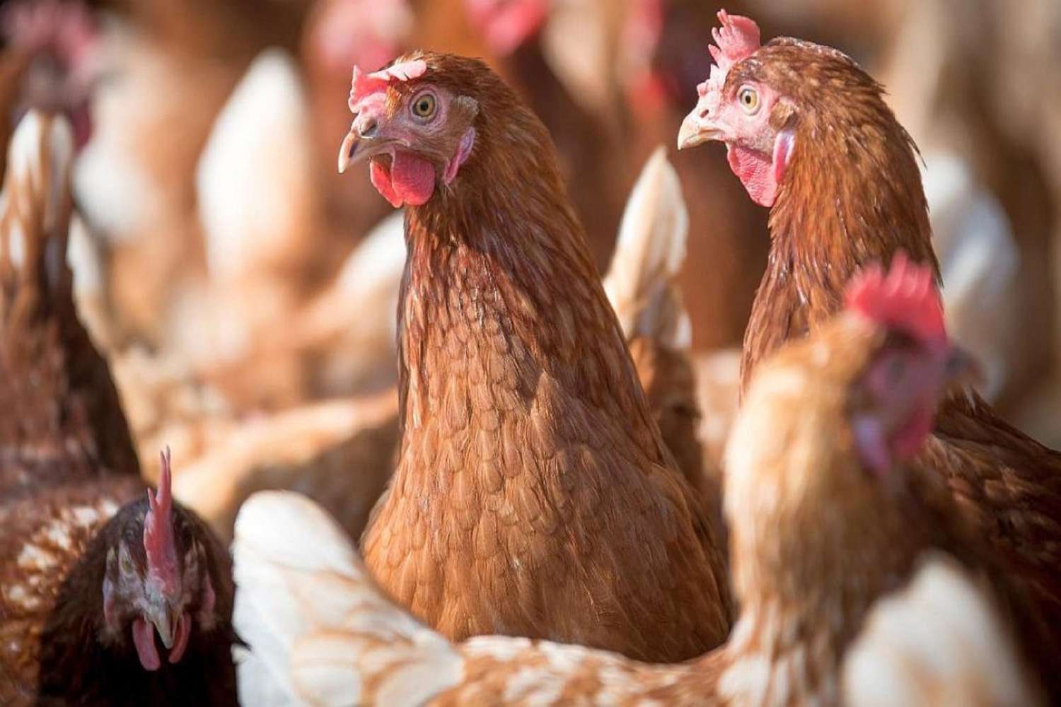 Más del 50% de las exportaciones avícolas son entrerrianas