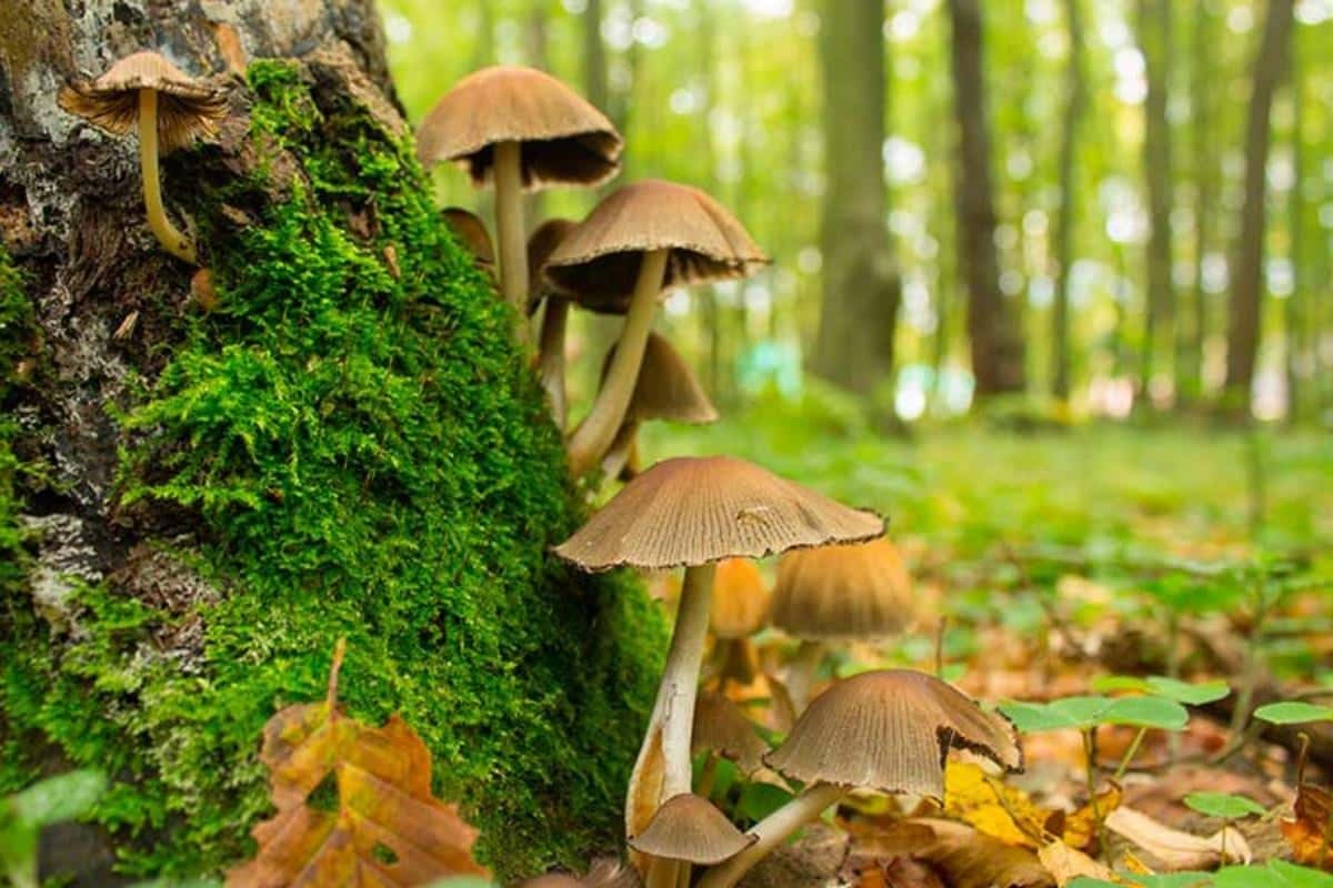 Por qué los hongos podrían combatir el cambio climático