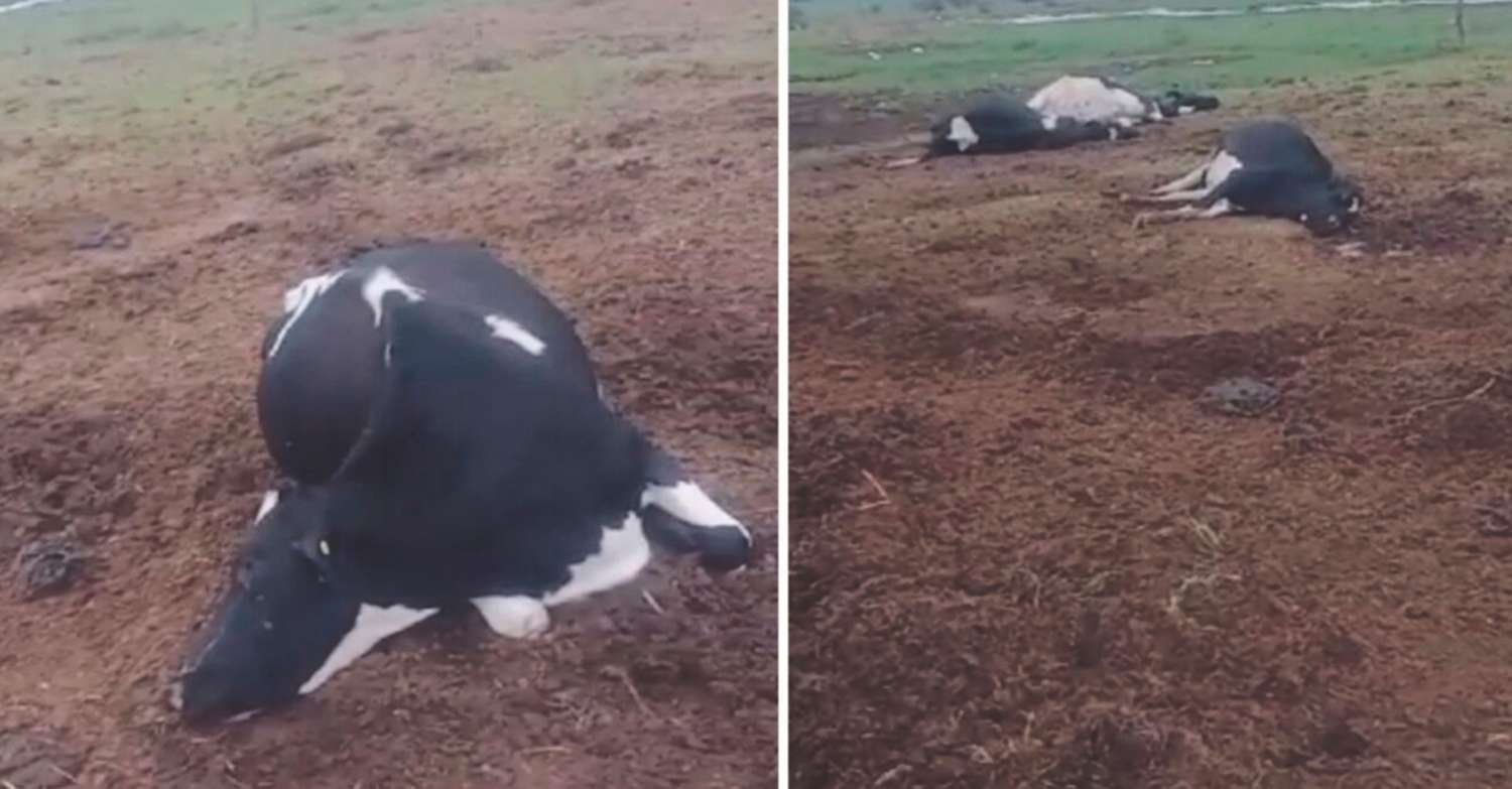 Perdió más de una decena de vacas lecheras por intoxicación