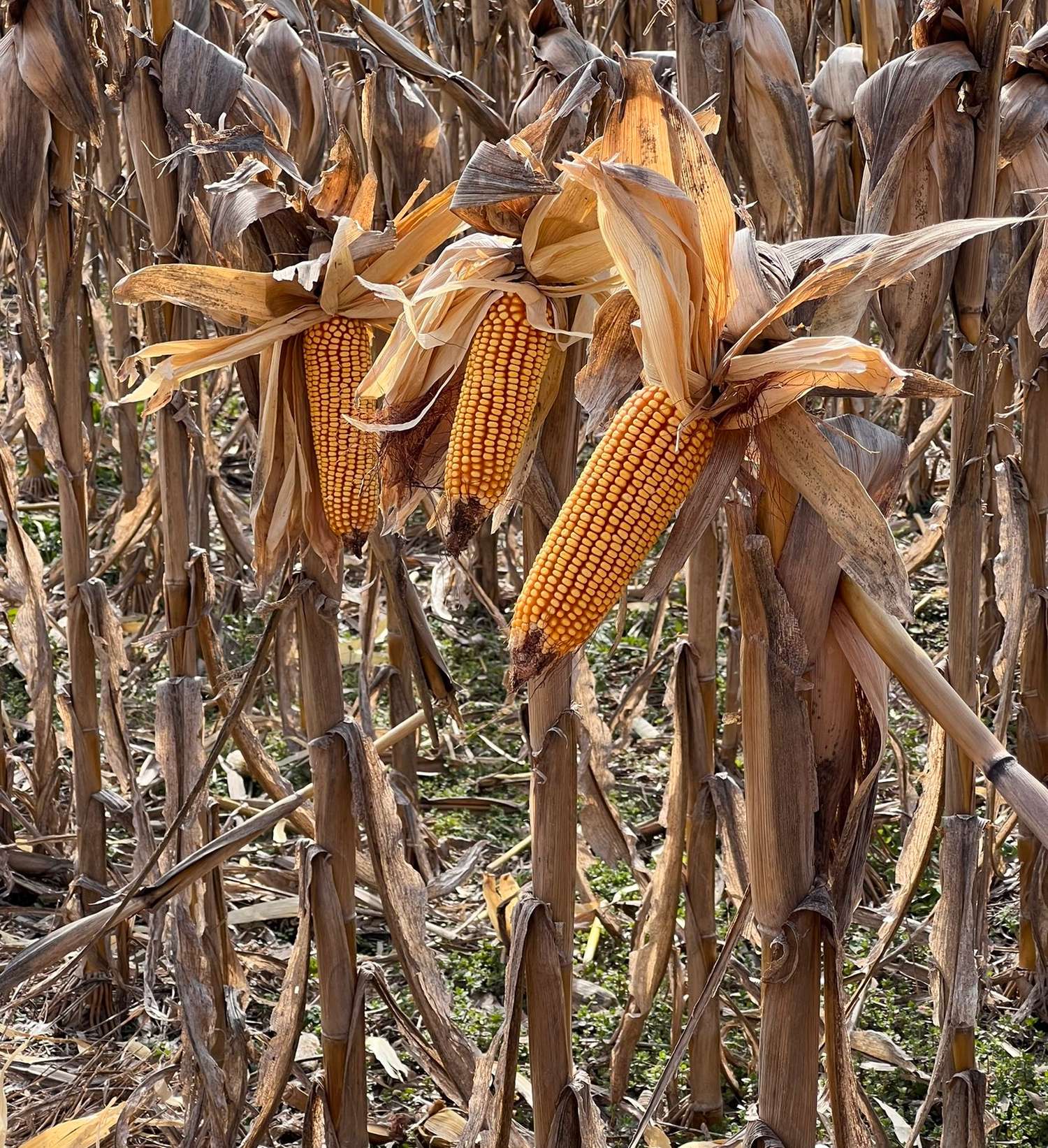La producción de maíz en la provincia cayó un 50 por ciento