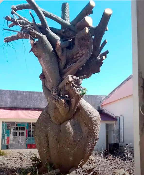 Un árbol añoso ocasionó severos problemas al hospital Salaberry