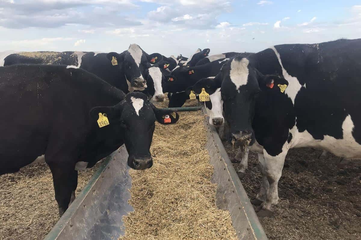 Con cascarilla de soja, logran mejorar el consumo y estado sanitario de las vacas en transición