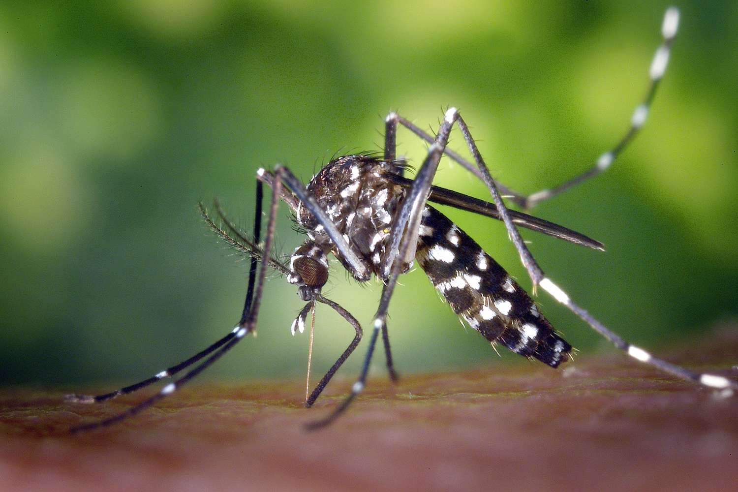Se registraron más de 2.000 nuevos casos de dengue en la última semana en Entre Ríos