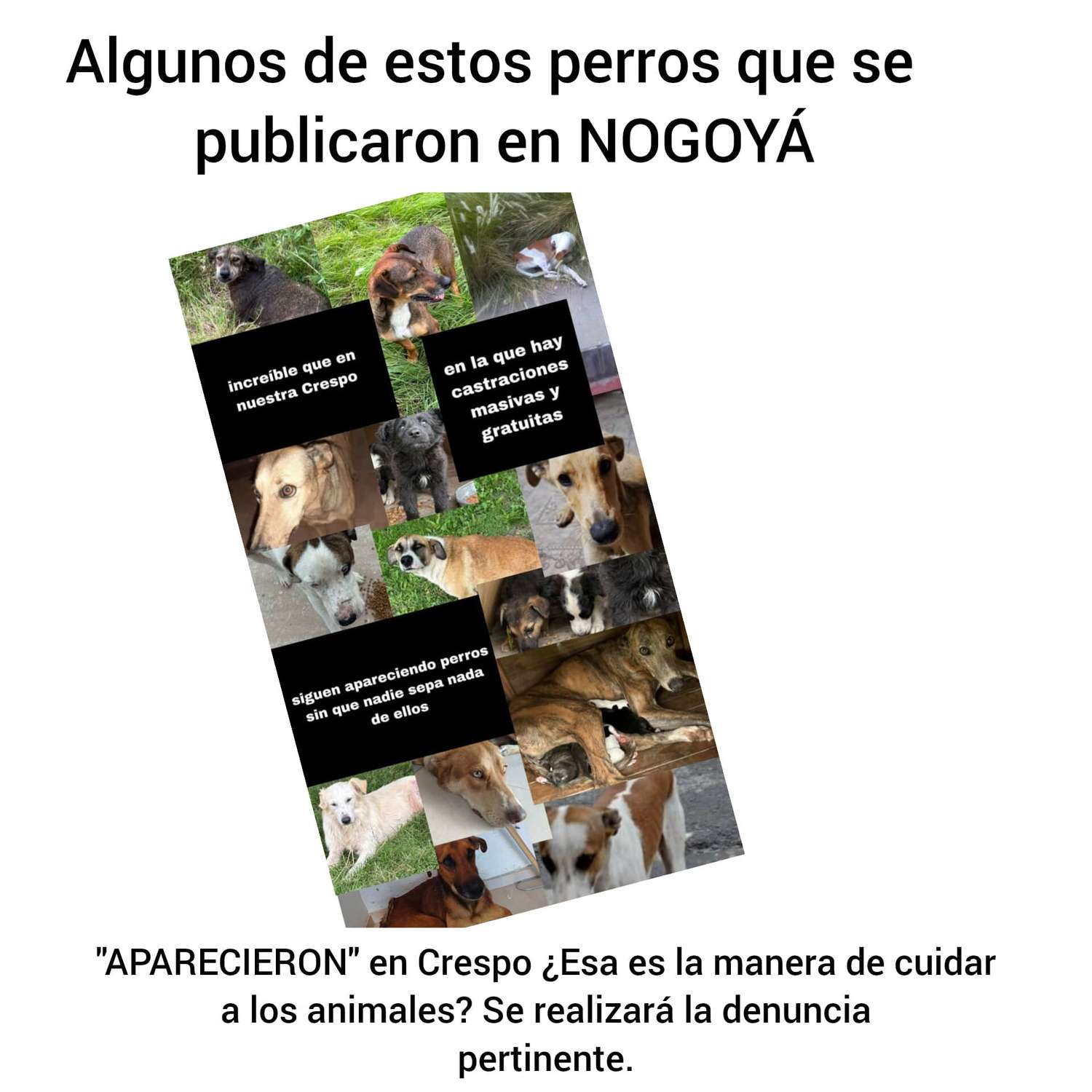 Polémica entre Crespo y Nogoyá por perros extraviados