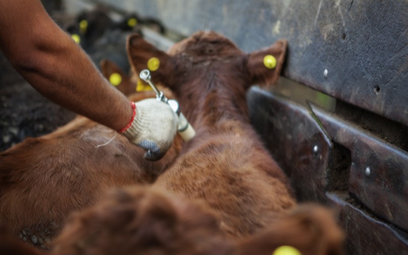 Entre Ríos mantiene estable su rodeo bovino con más de 4,3 millones de cabezas tras la primera campaña de vacunación de 2026