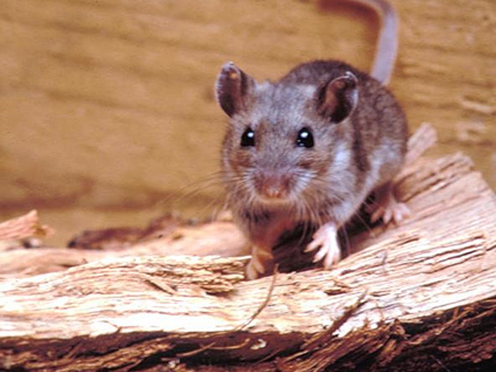 Entre Ríos encabeza la tasa de hantavirus por habitante y se encienden las alertas sanitarias
