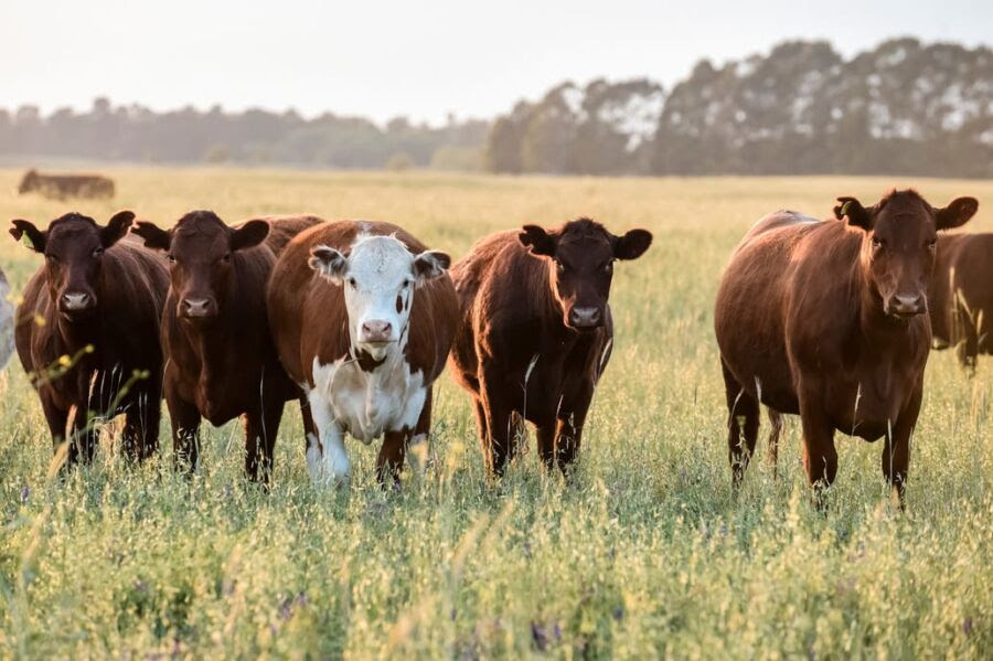 Cómo se forma el precio de la carne