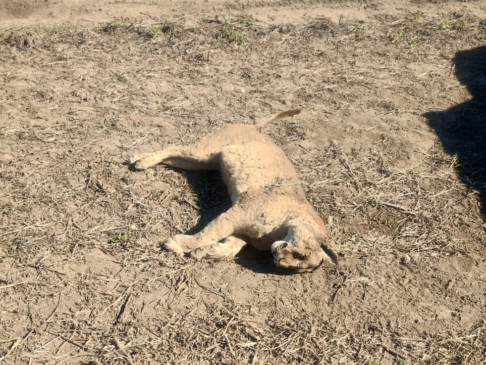 Hallaron un puma sin vida en una zona rural cercana a Antelo