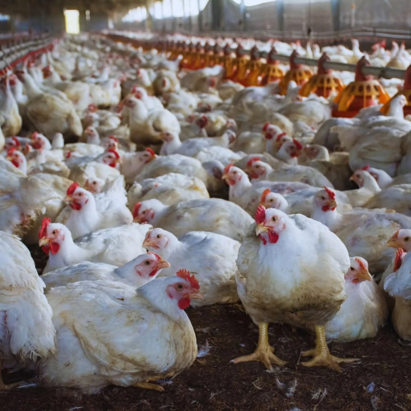 ¿Es posible producir pollos sin antibióticos y mantener rendimiento y sanidad?