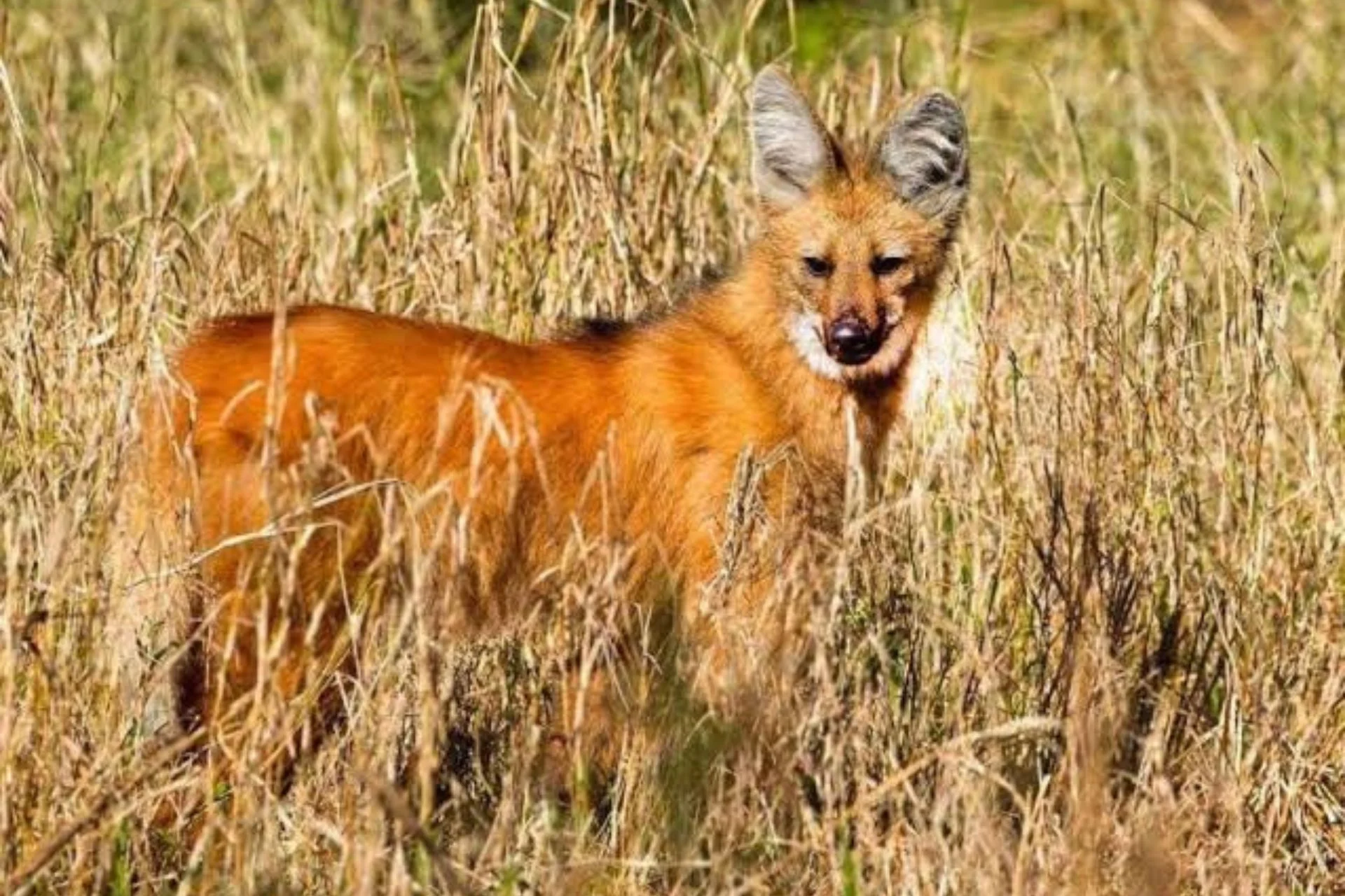 Rescataron un aguará guazú que apareció en un terreno baldío de Gualeguay